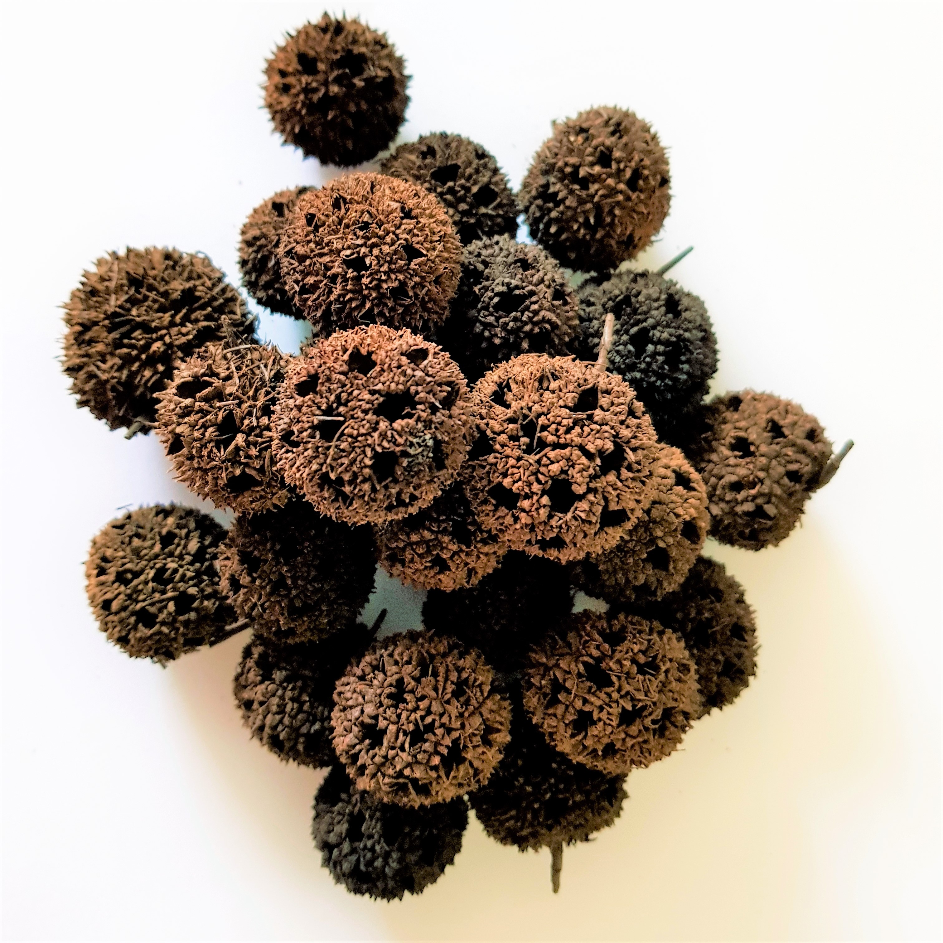 Lu Lu Tong (Fruit), Liquidambar formosana - taiwaniae - Top Quality Herbs &  Tinctures